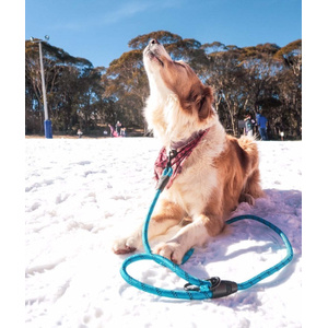 Navigator Dog Leash Buddy